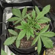 Black Cherry Gushers - G2