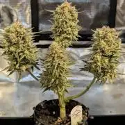 Micro Grow Q126