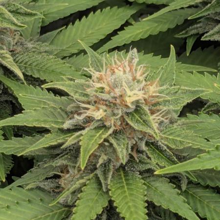 Girl Scout Cookies - Kannabia