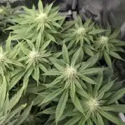 Glue 31 - Compound Genetics