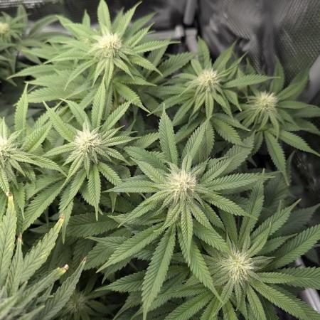 Glue 31 - Compound Genetics