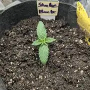 Shake Back - Compound Genetics