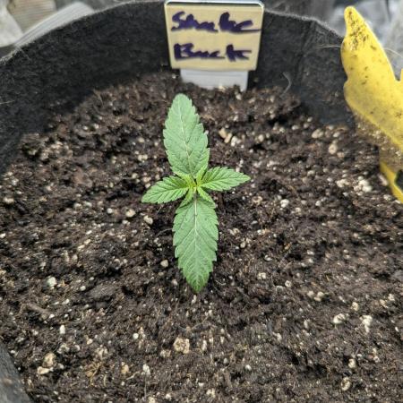 Shake Back - Compound Genetics