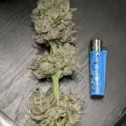 British Delight - Wizard Trees