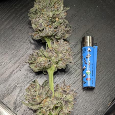 British Delight - Wizard Trees