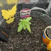 Black Beretta - Cipher Genetics