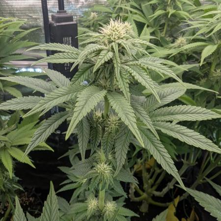 Mental Rainbow FF - Sweet Seeds