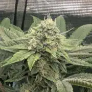 Black Cherry Gushers - Barney's Farm