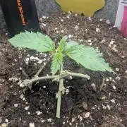 British Delight - Wizard Trees