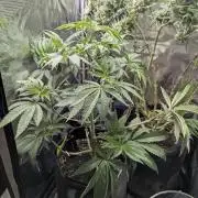 Black Cherry Gushers - G2