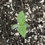 Black Cherry Gushers - G2