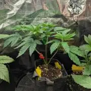 Privileged Baddie - Anesia Seeds