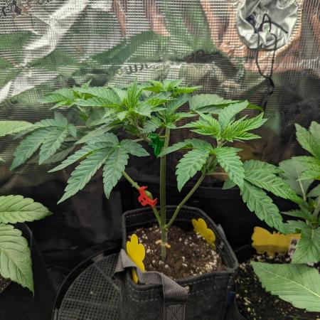 Privileged Baddie - Anesia Seeds