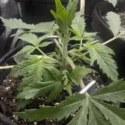 Papaya Zoap Auto - G2