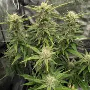 Papaya Zoap Auto - Sweet Seeds