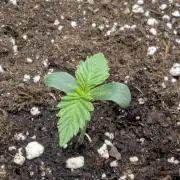 Wizard Fuel - Wizard Trees