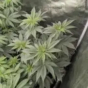 New Money - Compound Genetics