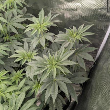 New Money - Compound Genetics