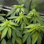 Girl Scout Cookies - Kannabia
