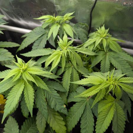 Girl Scout Cookies - Kannabia