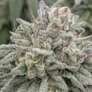 Glue 31 - Compound Genetics