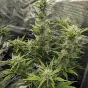 Do-Si-Dos Auto - Zamnesia