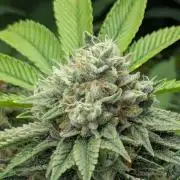Big Z - Wizard Trees