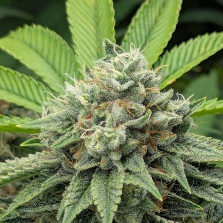 Big Z - Wizard Trees