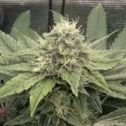 Blue Zushi - Dutch Passion