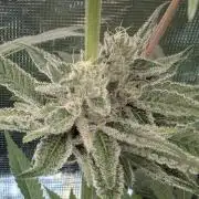 Blue Zushi - Dutch Passion