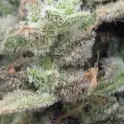 Toad Venum Auto - Growers Choice