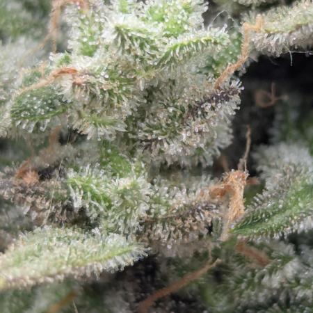 Toad Venum Auto - Growers Choice