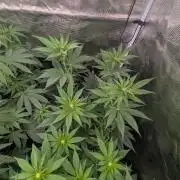 New Money - Compound Genetics