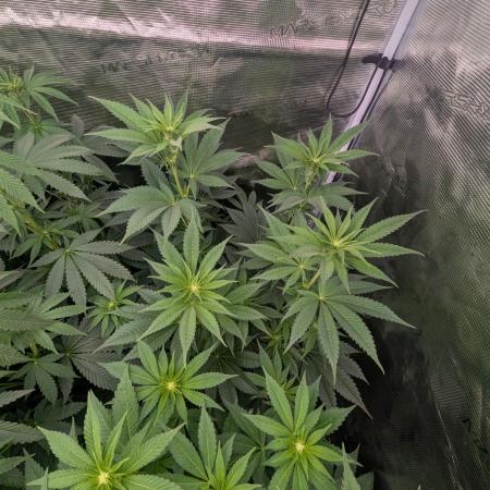 New Money - Compound Genetics
