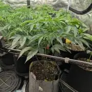 New Money - Compound Genetics