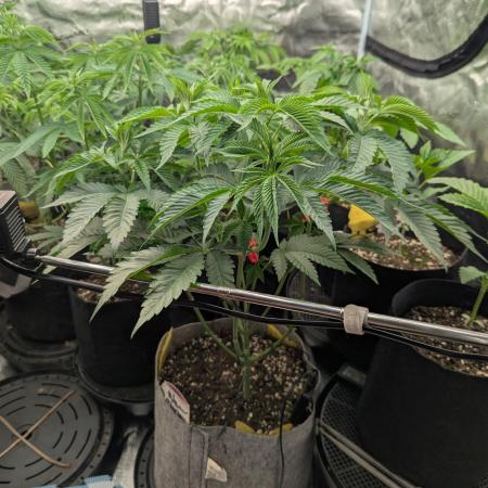 New Money - Compound Genetics
