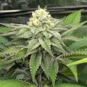 New Money - Compound Genetics