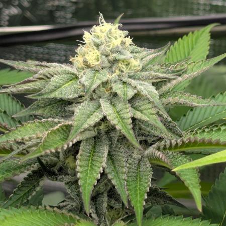 New Money - Compound Genetics