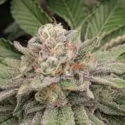 Zorroz v2 - Nine Weeks Harvest