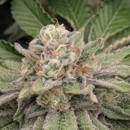 Zorroz v2 - Nine Weeks Harvest