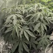 Black Beretta - Cipher Genetics