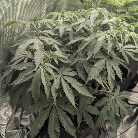Black Beretta - Cipher Genetics