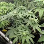 Privileged Baddie - Anesia Seeds