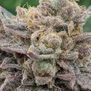 Zorroz v2 - Nine Weeks Harvest