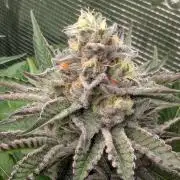New Money - Compound Genetics