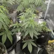 Shake Back - Compound Genetics