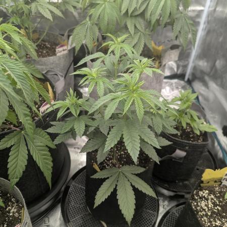 Shake Back - Compound Genetics
