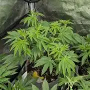 Big Z - Wizard Trees