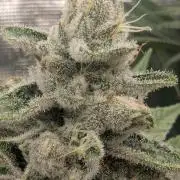 Blue Zushi - Dutch Passion