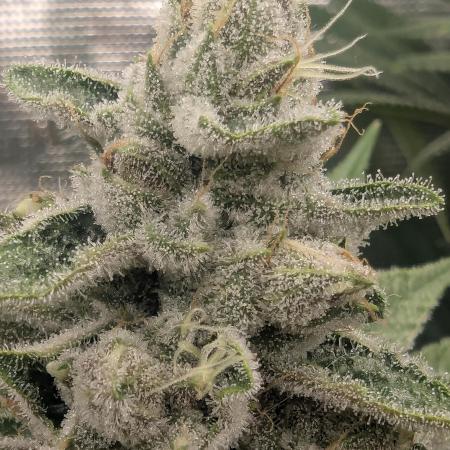 Blue Zushi - Dutch Passion